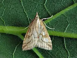 Udea lutealis