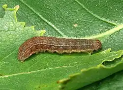 Rotbraune Raupe