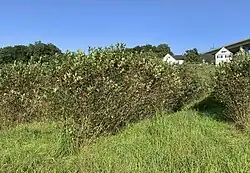 Mehrere Reihen von Aronia Sträuchern, zwischen denen Gras wächst