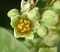 Männliche Blüte