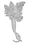Kapitel 87. Cicuta – wontzerling Cicuta virosa / Conium maculatum