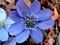 var. pyrenaica/hispanica in Katalonien