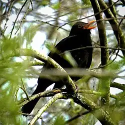 Das Bild zeigt eine Amsel die in einem Baum sitzt und singt