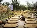 Ein Bauer, der inmitten seines Trocknungs­platzes für Reis sitzt (Hanoi, um 1914)