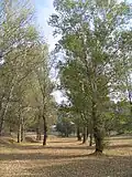 Wald bei Kastanies, nahe dem Ardas