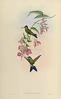 Eriocnemis D'Orbignyi illustriert von John Gould & Henry Constantine Richter (Syn: Blaustirn-Höschenkolibri)