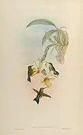 Monografie Trochilidae – Kolibris
