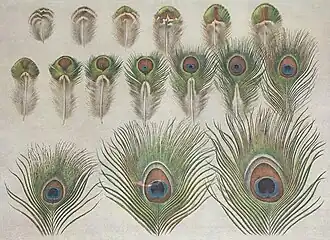 Evolution des Federauges (Grafik)