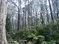 Eine Gruppe von Eukalyptusbäumen (Eucalyptus fastigata) im Monga-Nationalpark