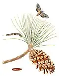 Illustration von Lapara coniferarum und Sumpf-Kiefer