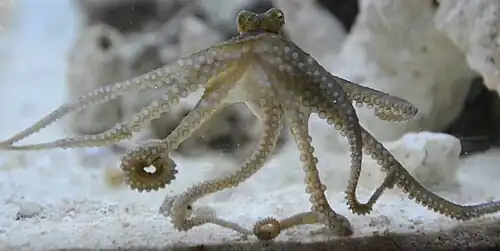 Abdopus aculeatus (Unterseite)