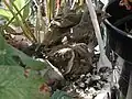 Flügge Jungvögel kurz vor dem Verlassen des Nestes