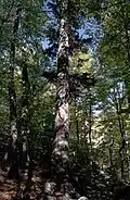 Weiß-Tanne (Abies alba)