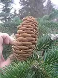 Griechische Tanne (Abies cephalonica)