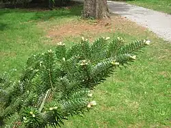 Farges Tanne (Abies fargesii)