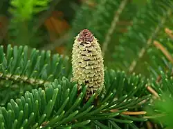 Fraser-Tanne (Abies fraseri)