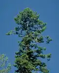 Küsten-Tanne (Abies grandis)
