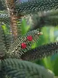 Blüte