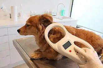 Ablesen des Transponders bei einem Hund