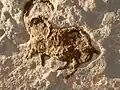 Steinbock aus dem Abri Movius
