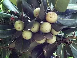 Mimusops balata