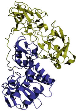 Abrin&nbsp;a (Abrus precatorius)