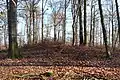 Prähistorisches Hügelgrab auf dem Höhenrücken Beurenkern bei Treis-Karden