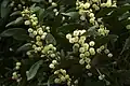 Australische Schwarzakazie (Acacia melannoxylon)