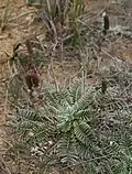 Acaena cylindristachya