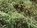 Acaena magellanica