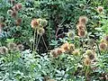 Acaena novae-zelandiae