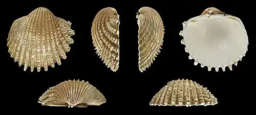 Acanthocardia echinata mucronata Rechte Klappe