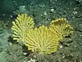 Acanthogorgia gracillima