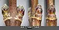 Seitenknospen