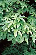 Am Naturstandort, Acer heldreichii subsp. visianii