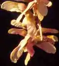 Flügelnüsse