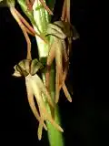 Ohnhorn (Aceras anthropophorum)