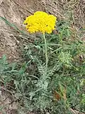 Habitus