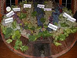 Überblick über die in Achkarren angebauten Rebsorten; von links nach rechts: Riesling, Gewürztraminer, Muskateller, Weißer Burgunder, Ruländer, Müller-Thurgau, Spätburgunder, Silvaner und Scheurebe