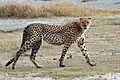 Gepard im Ngorongoro-Krater, Tansania