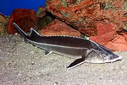 Sterlet (Huso ruthenus)