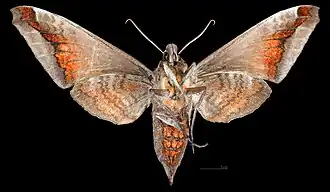 Acosmeryx naga hissarica ♀ △