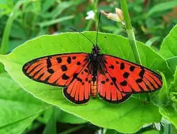 Acraea atolmis