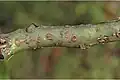 Rinde eines Zweiges