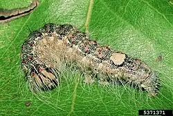 Ausgewachsene Raupe