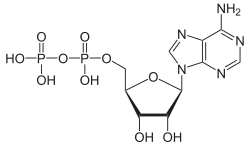 ADP