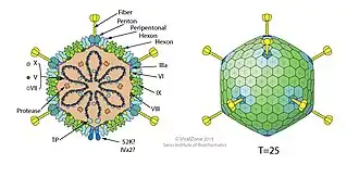 Kapsid eines Adenovirus