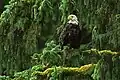 Weißkopf-Seeadler nisten am Ufer