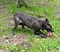 Timberwolf