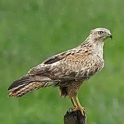 Adlerbussard